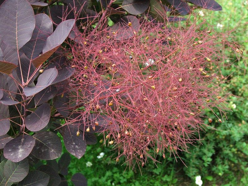 Cotinus coggygria